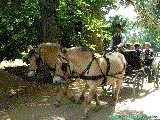 cliquez ici pour voir l'image (DSCF8170.jpg)
