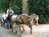cliquez ici pour voir l'image (DSCF8173.jpg)