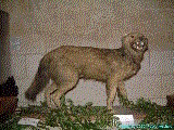 cliquez ici pour voir l'image (DSCF8258.jpg)