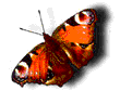 butterfly-cardinal_2.gif (34506 octets)